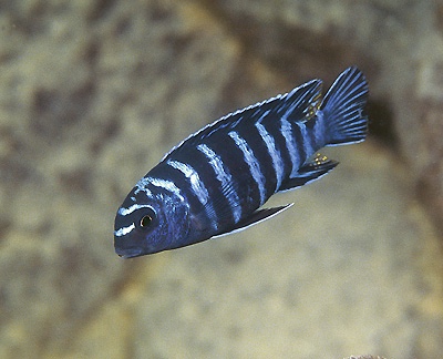 Tropheops sp. 'elongatus chizumulu' Linganjala Reef